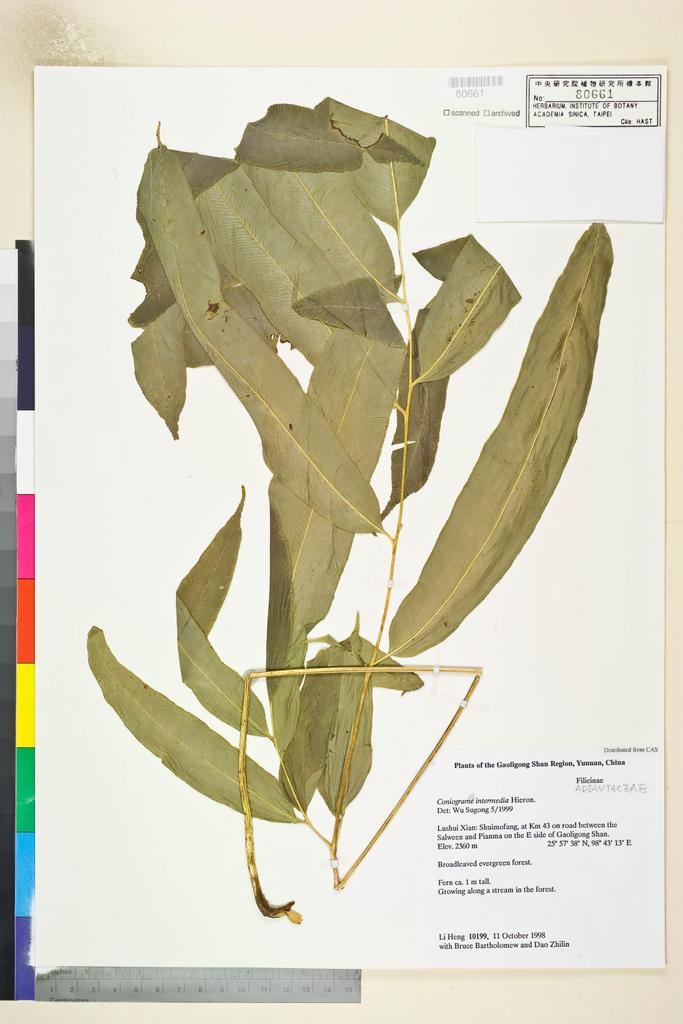 <Unit #128900 Li, Heng | 李恒 | 10199:: | Coniogramme intermedia Heiron.>