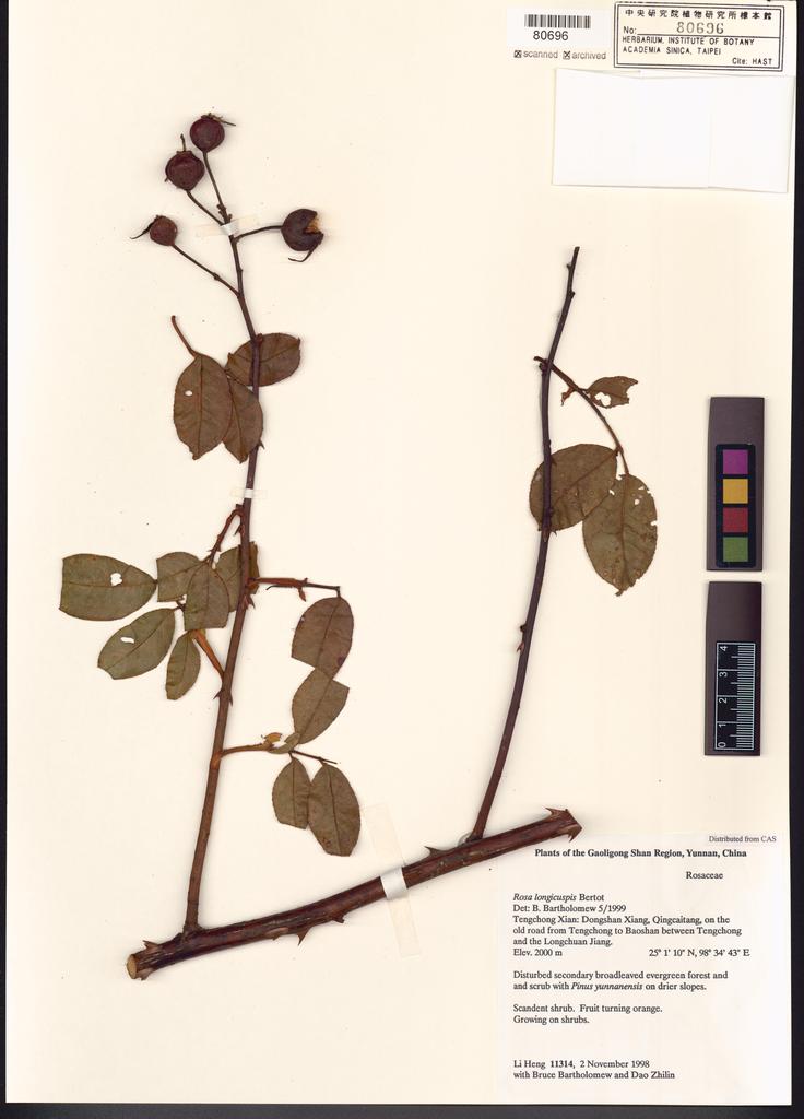 <Unit #108513 Li, Heng | 李恒 | 11314:: | Rosa longicuspis Bertol.>