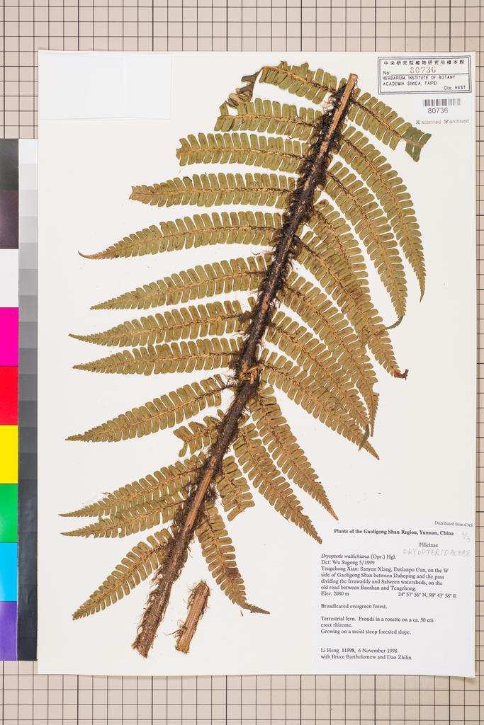 <Unit #128672 Li, Heng | 李恒 | 11598:: | Dryopteris wallichiana (Spreng.) Hyl. 	subsp. nepalensis Fraser-Jenk.>