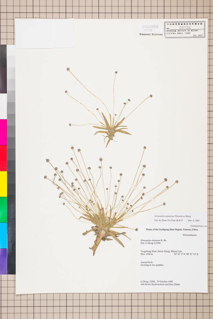 <Unit #103967 Li, Heng | 李恒 | 11241:: | Eriocaulon nepalense Prescott ex Bong.>