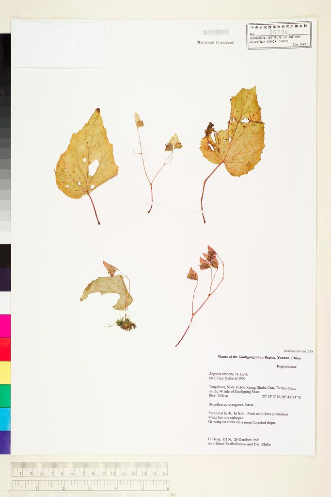 <Unit #117210 Li, Heng | 李恒 | 11106:: | Begonia labordei Levl.>