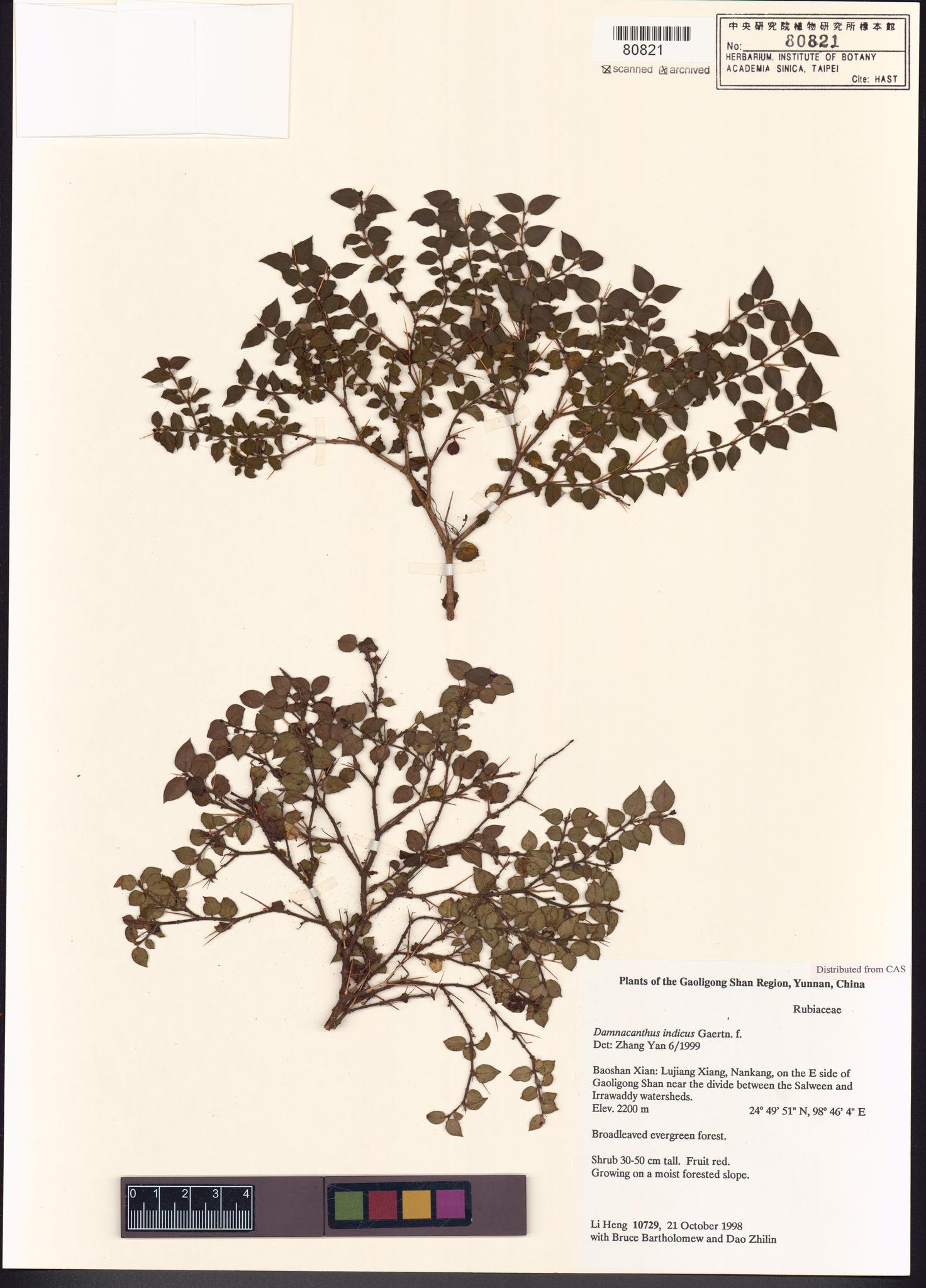 Sample image for viewer