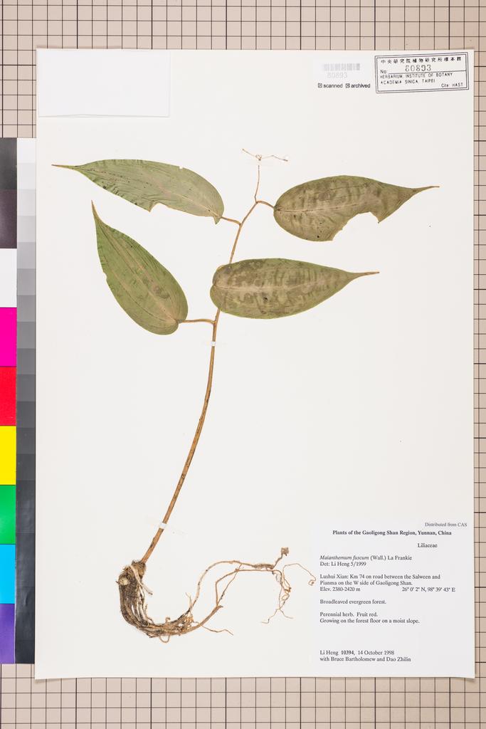 <Unit #108479 Li, Heng | 李恒 | 10394:: | Maianthemum fuscum (Wall.) La Frankie>