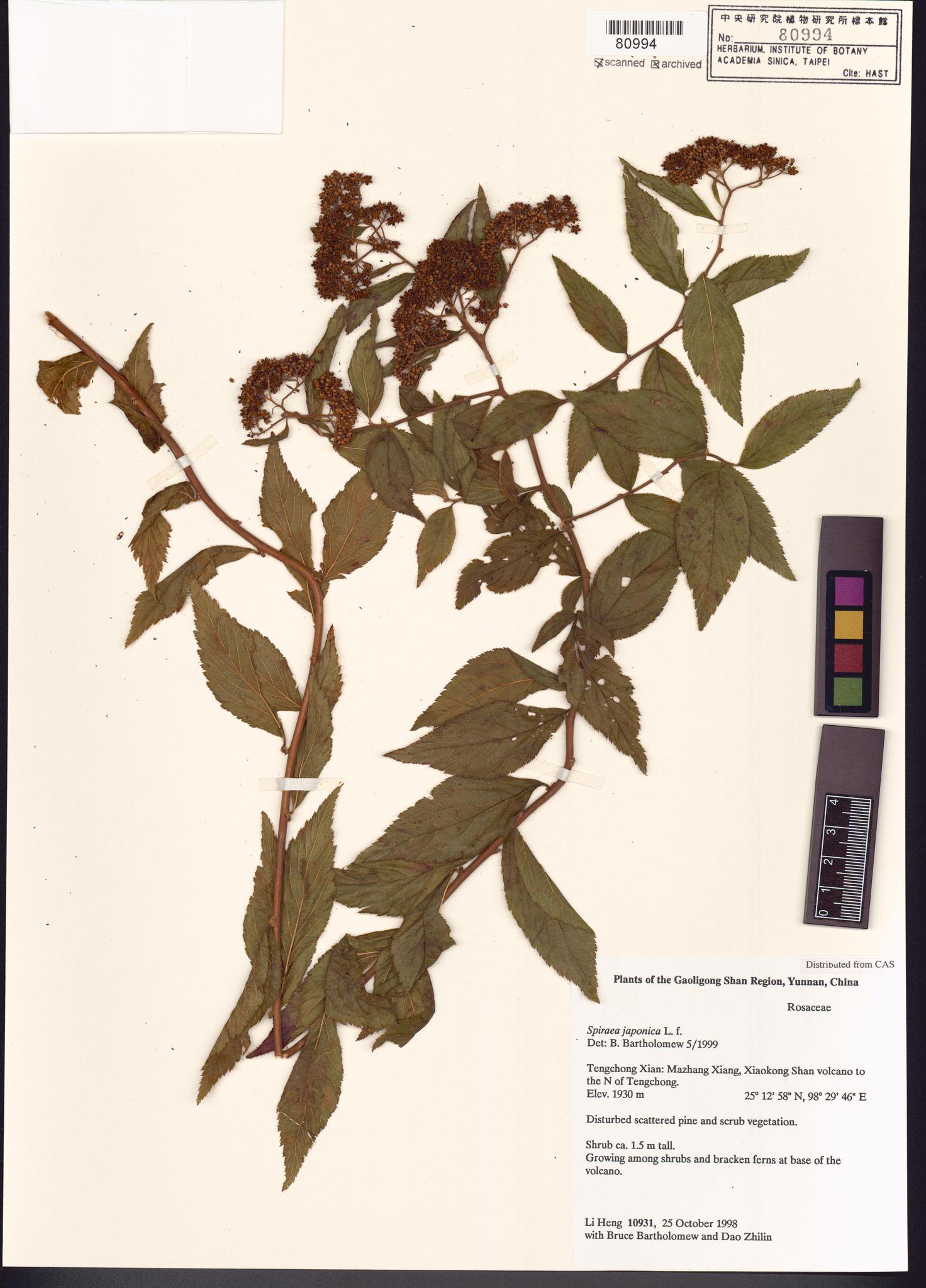 Specimen image