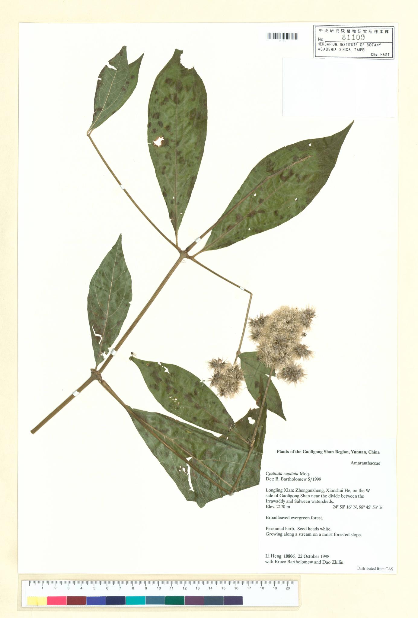 Sample image for viewer