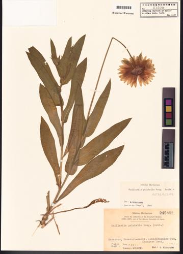 Gaillardia pulchella Foug.