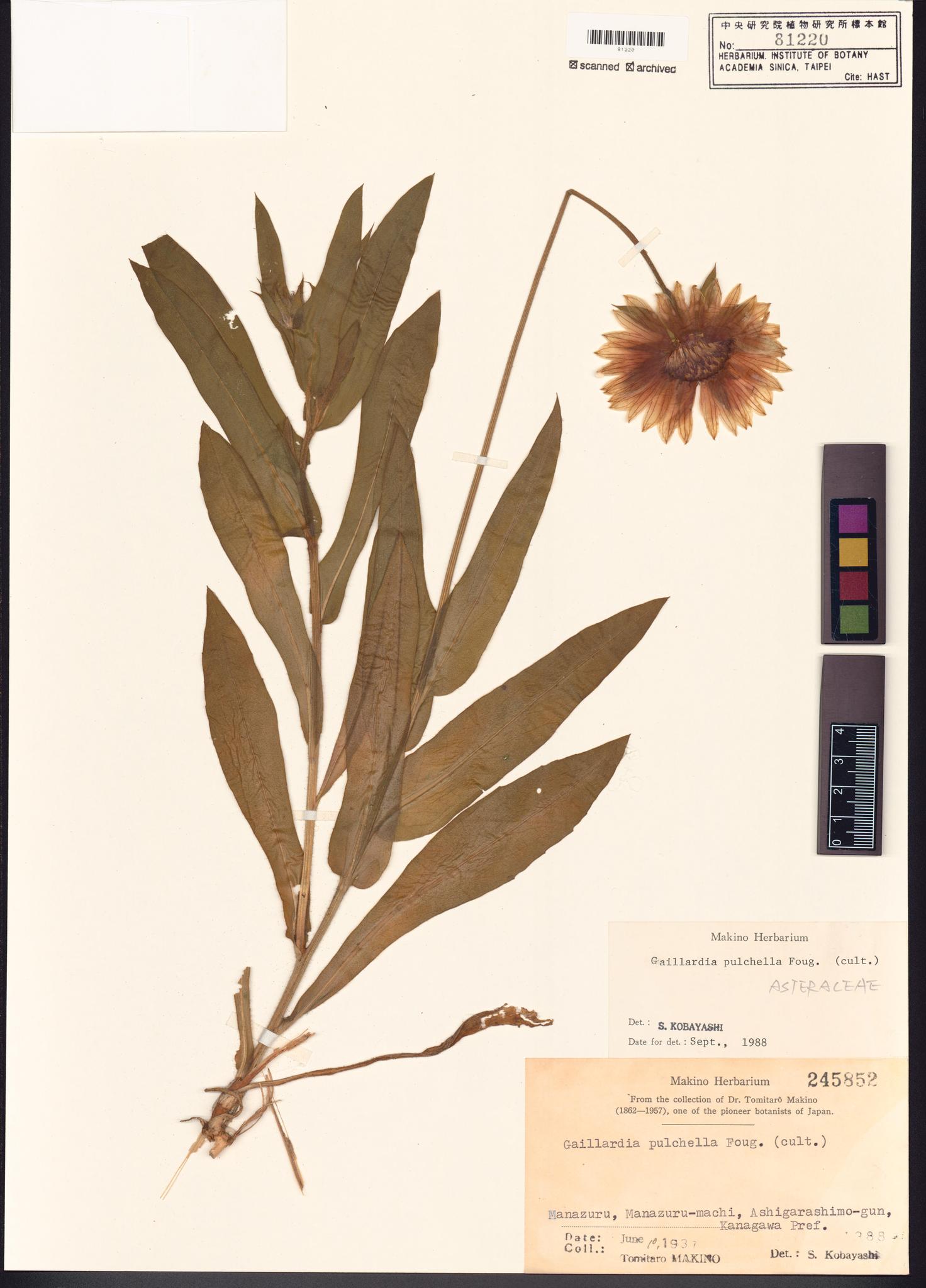 Sample image for viewer