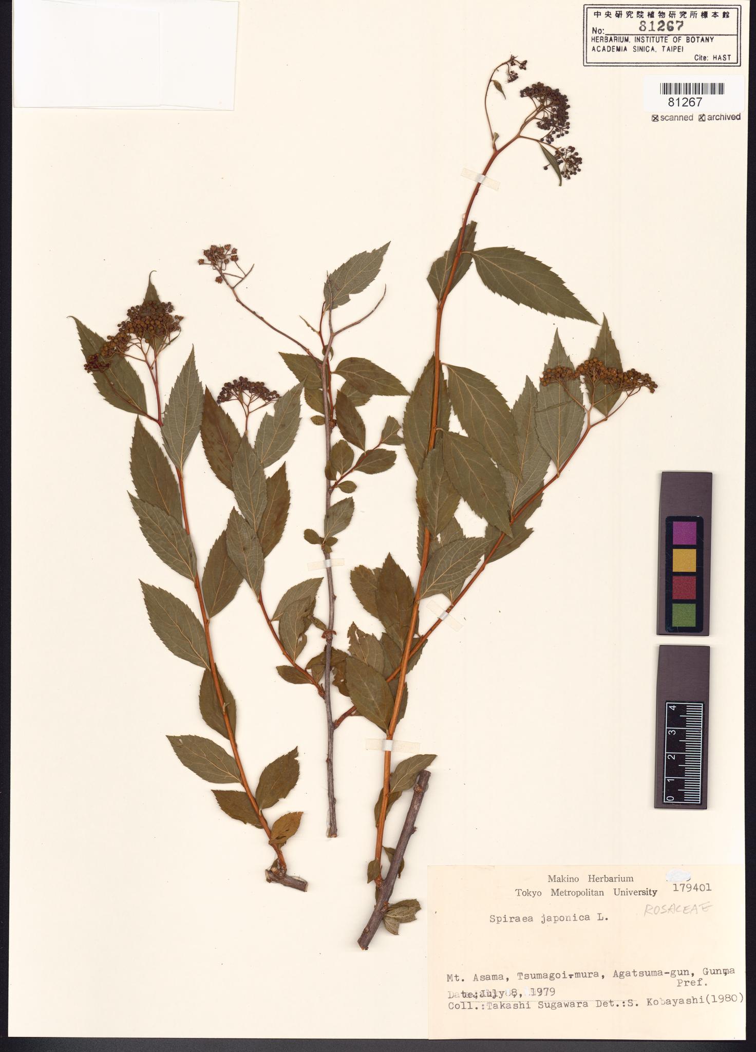 Sample image for viewer