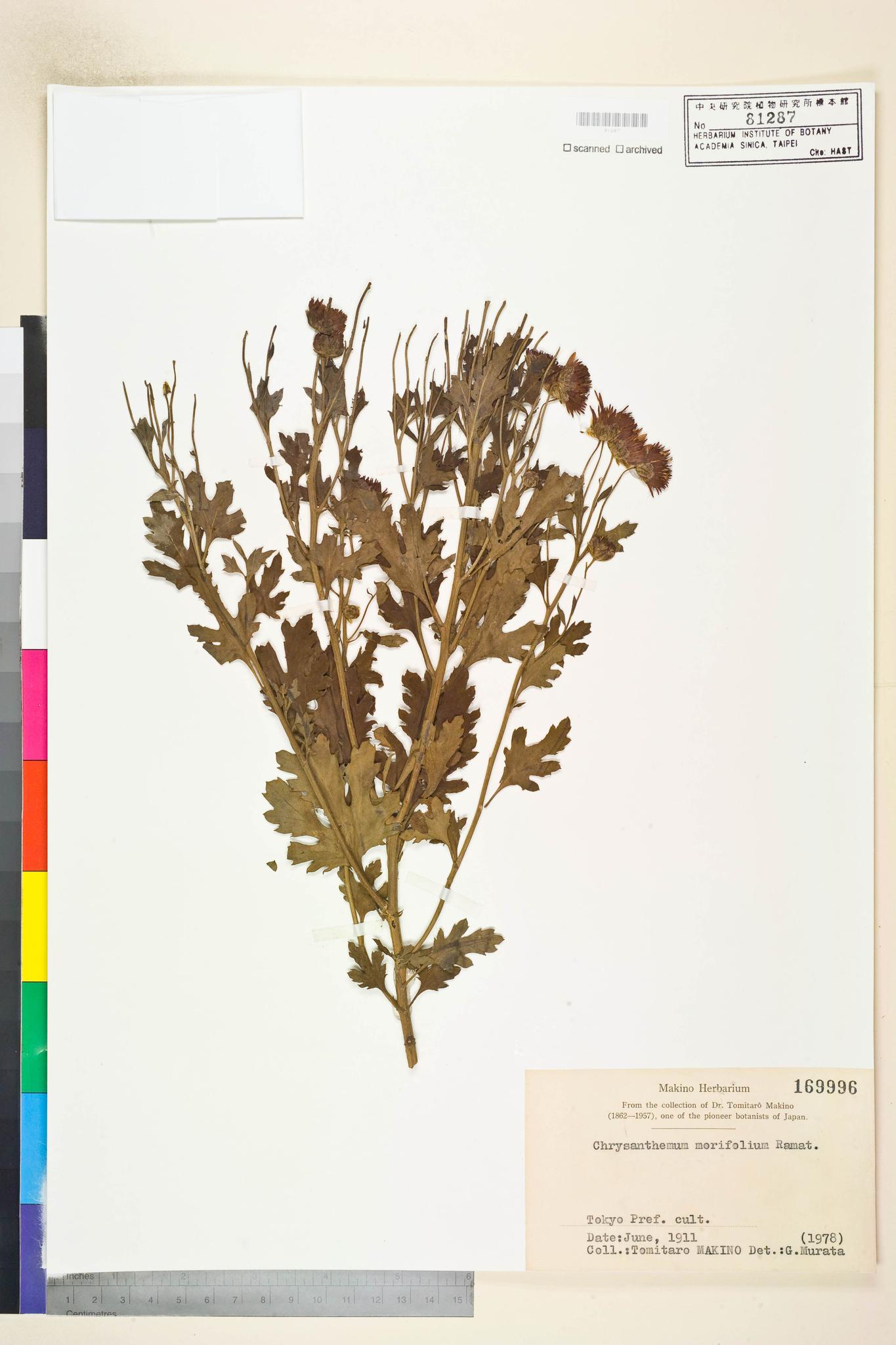 Sample image for viewer