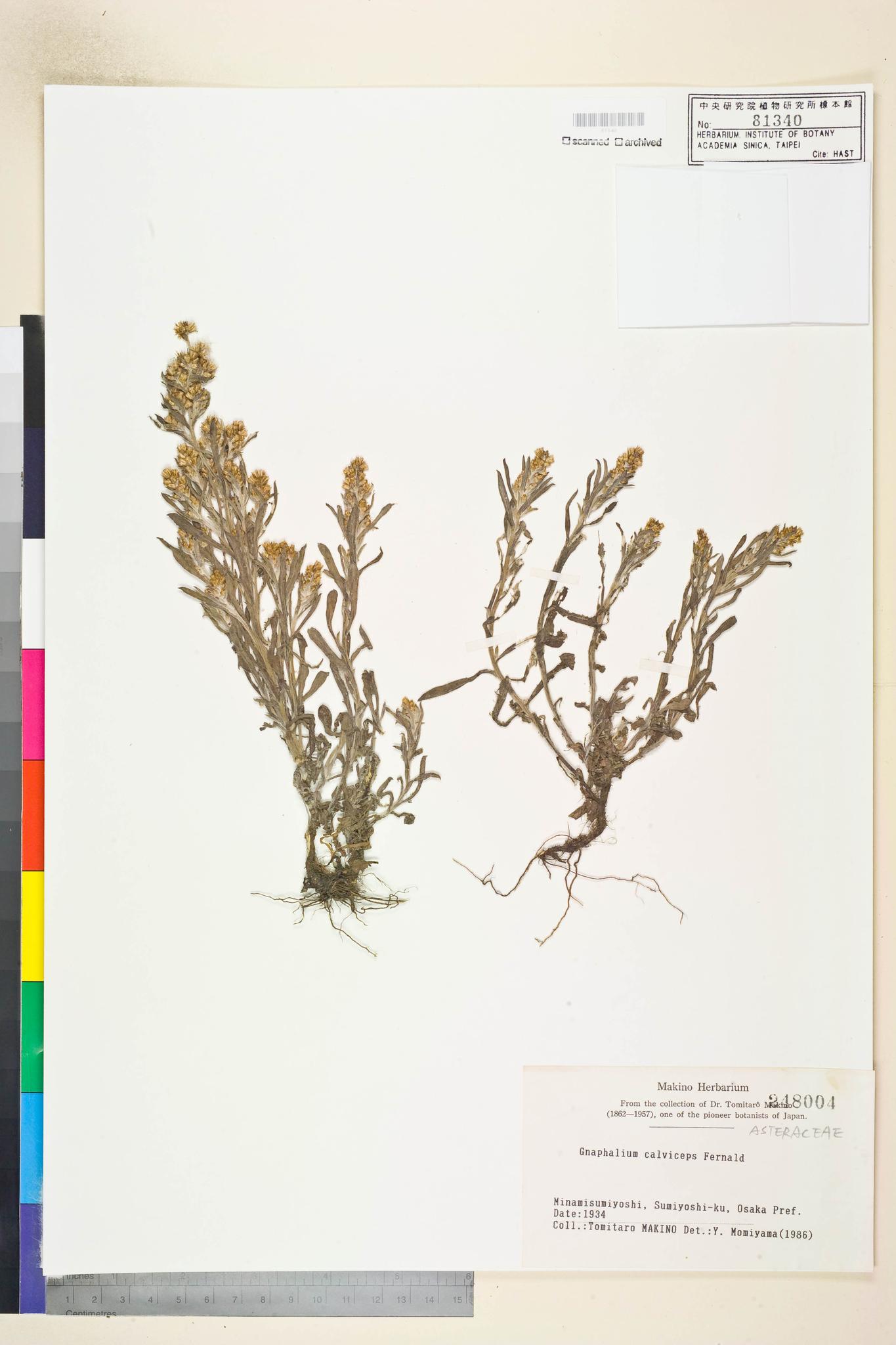 Sample image for viewer