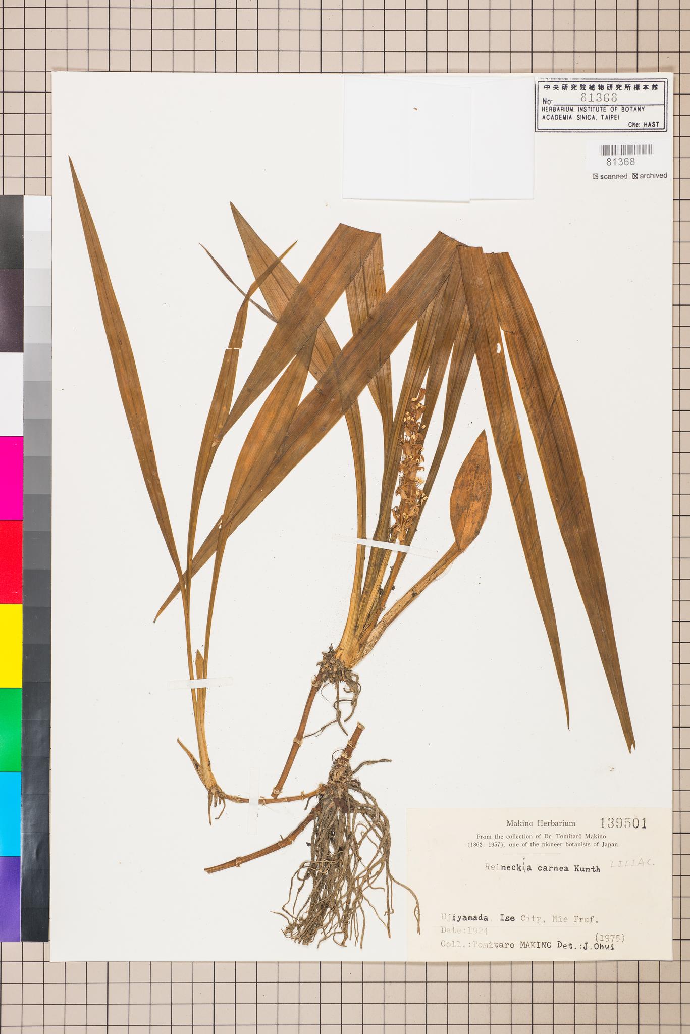 Sample image for viewer