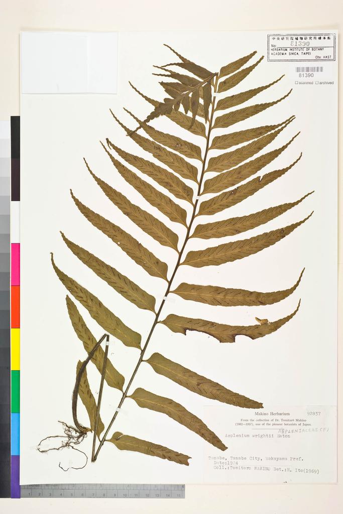 <Unit #128713  | 92837:: | Asplenium wrightii Eaton ex Hook.>