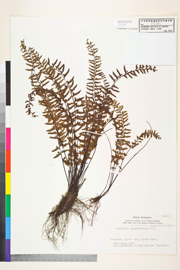 <Unit #128712  | 92824:: | Asplenium oligophlebium Baker>