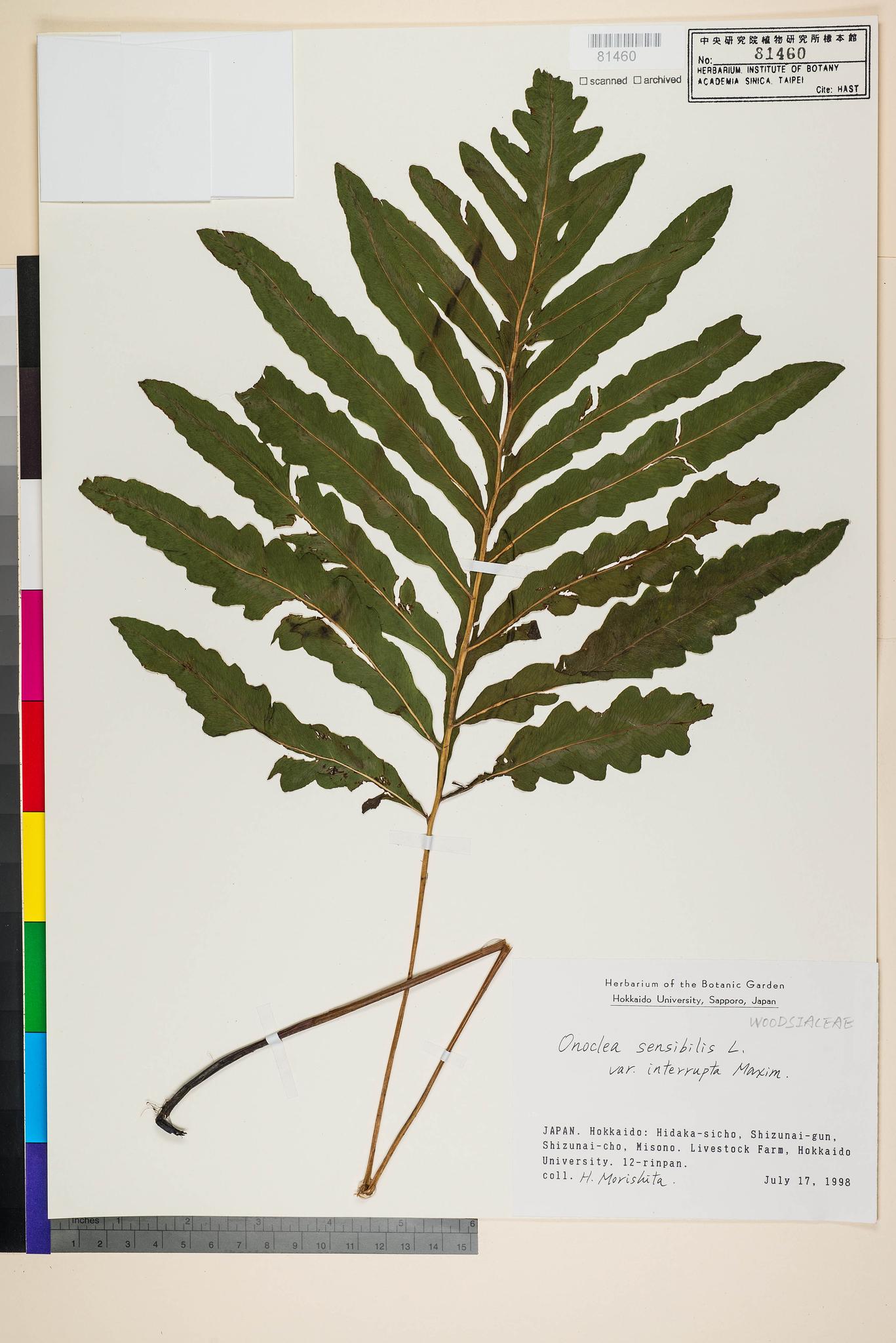 Sample image for viewer