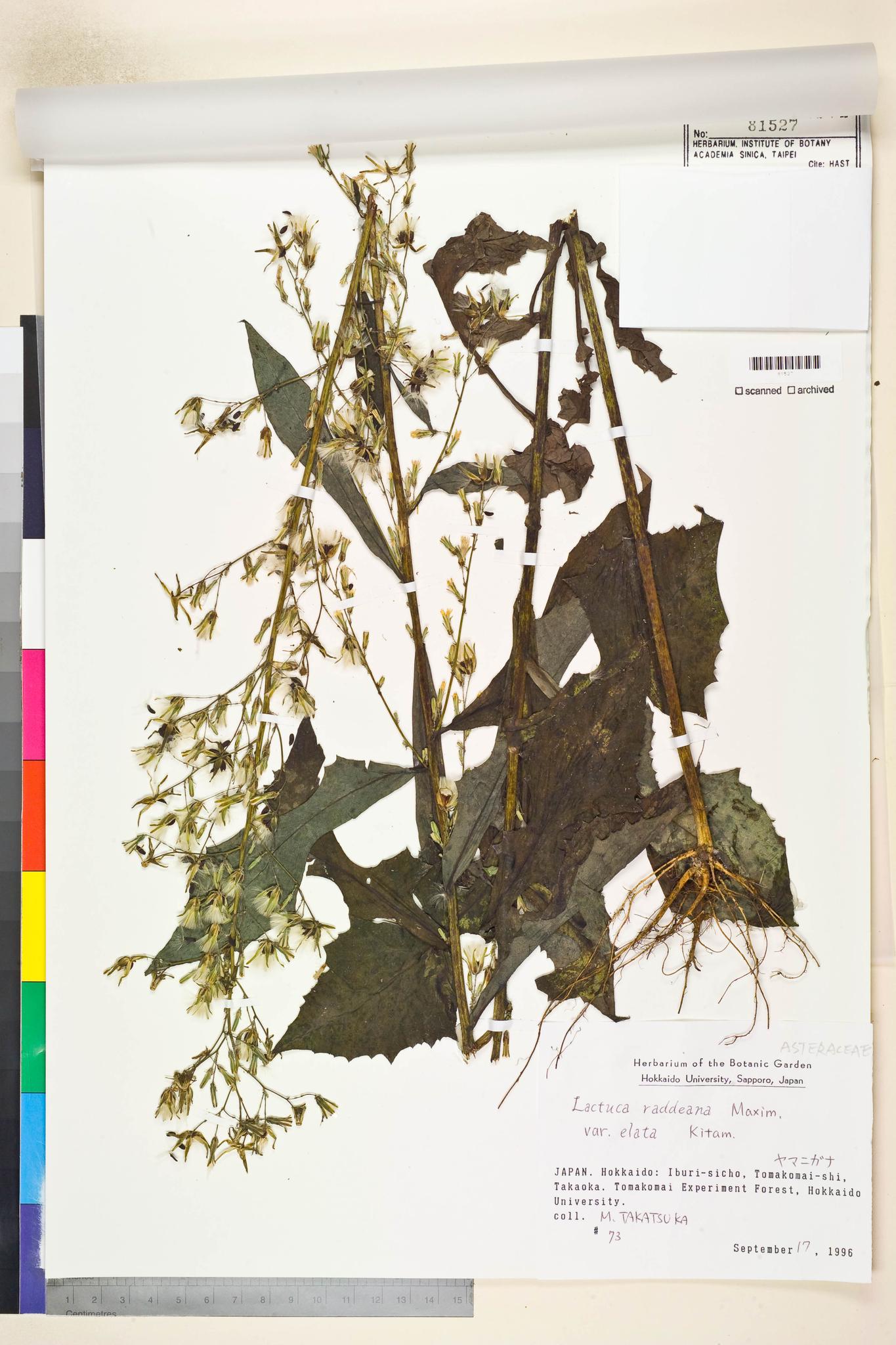 Sample image for viewer