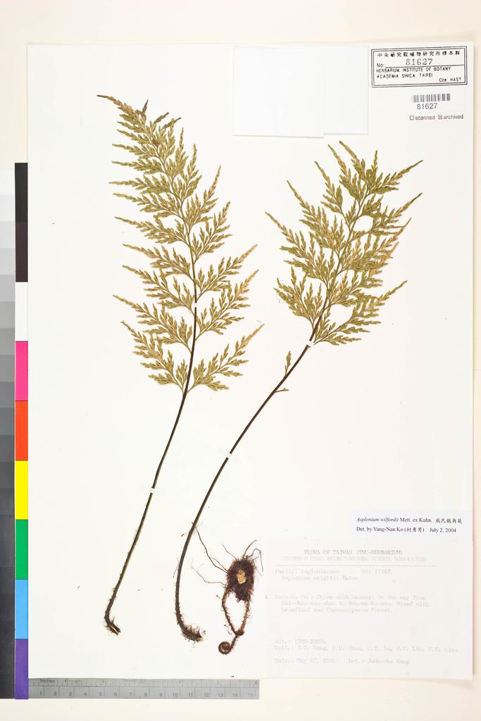 <Unit #54545 Wang, Jenn-Che | 王震哲 | 11465:: | Asplenium wilfordii Mett. ex Kuhn.>