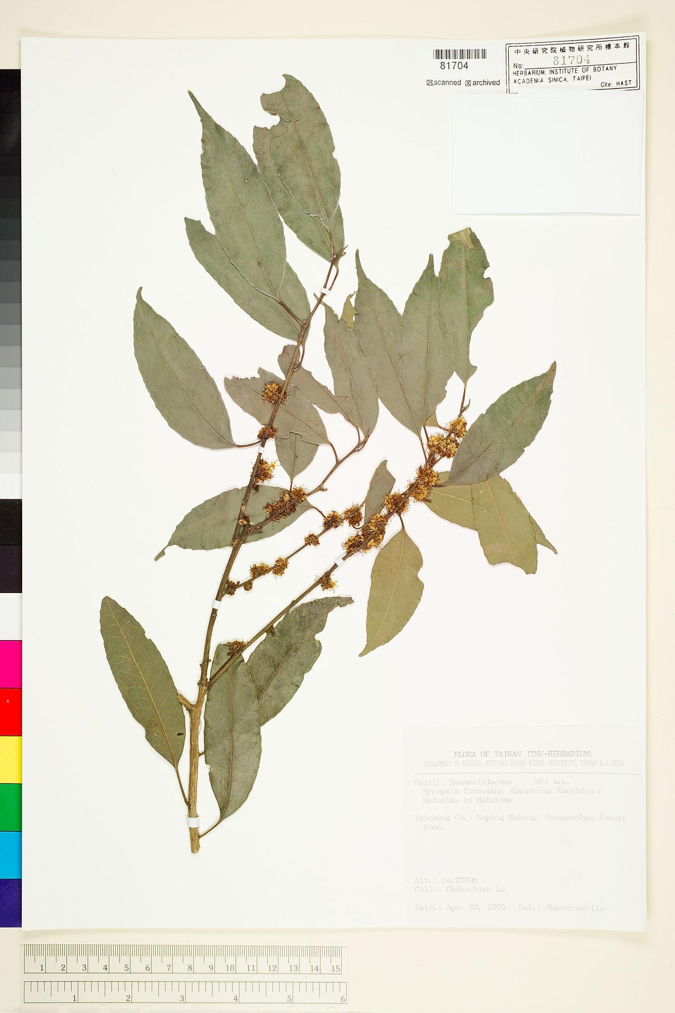 Sample image for viewer