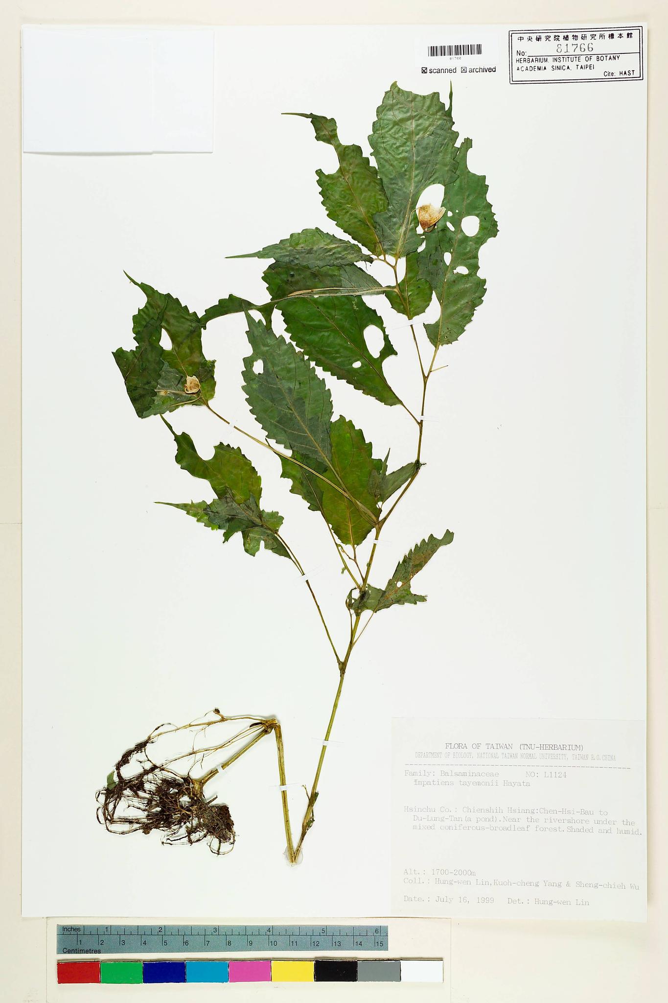 Sample image for viewer