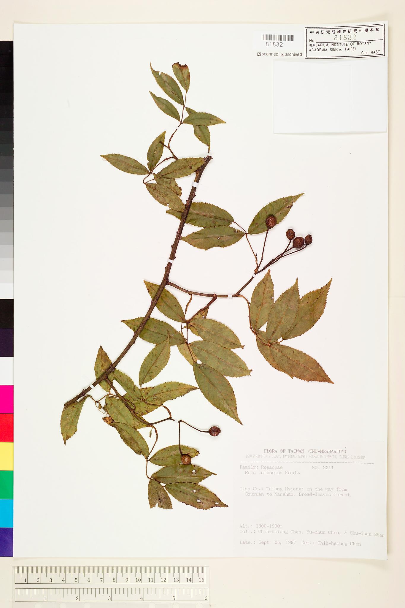 Sample image for viewer