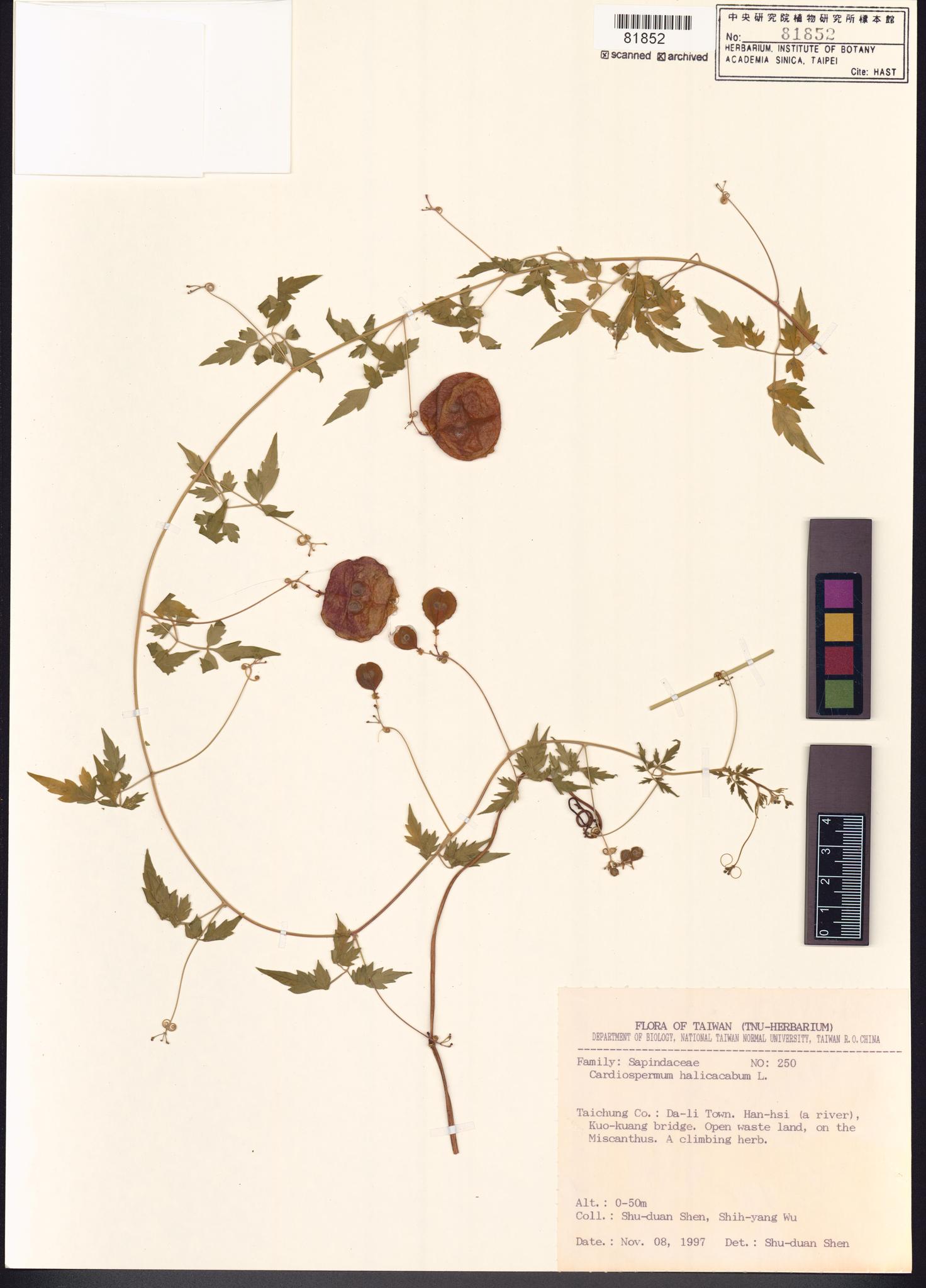 Sample image for viewer