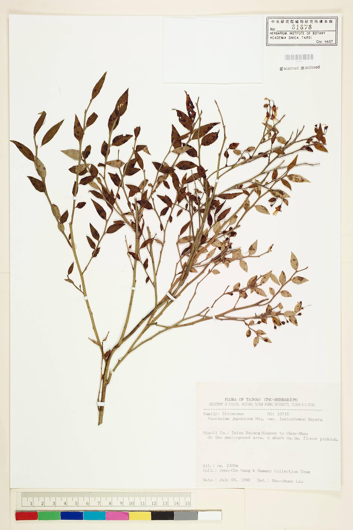 Sample image for viewer