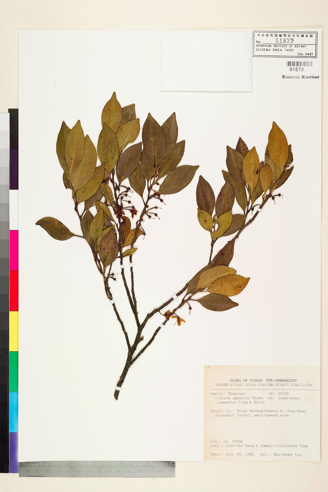 Sample image for viewer