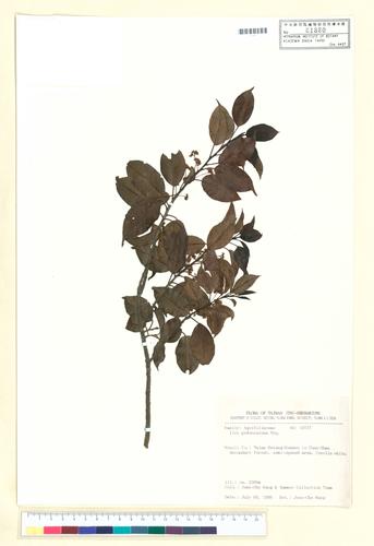 Ilex pedunculosa Miq.