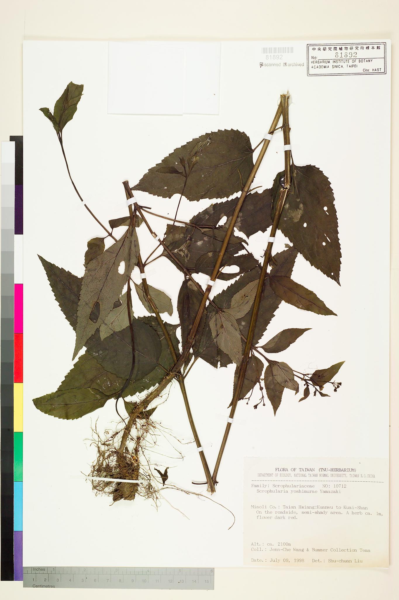 Sample image for viewer