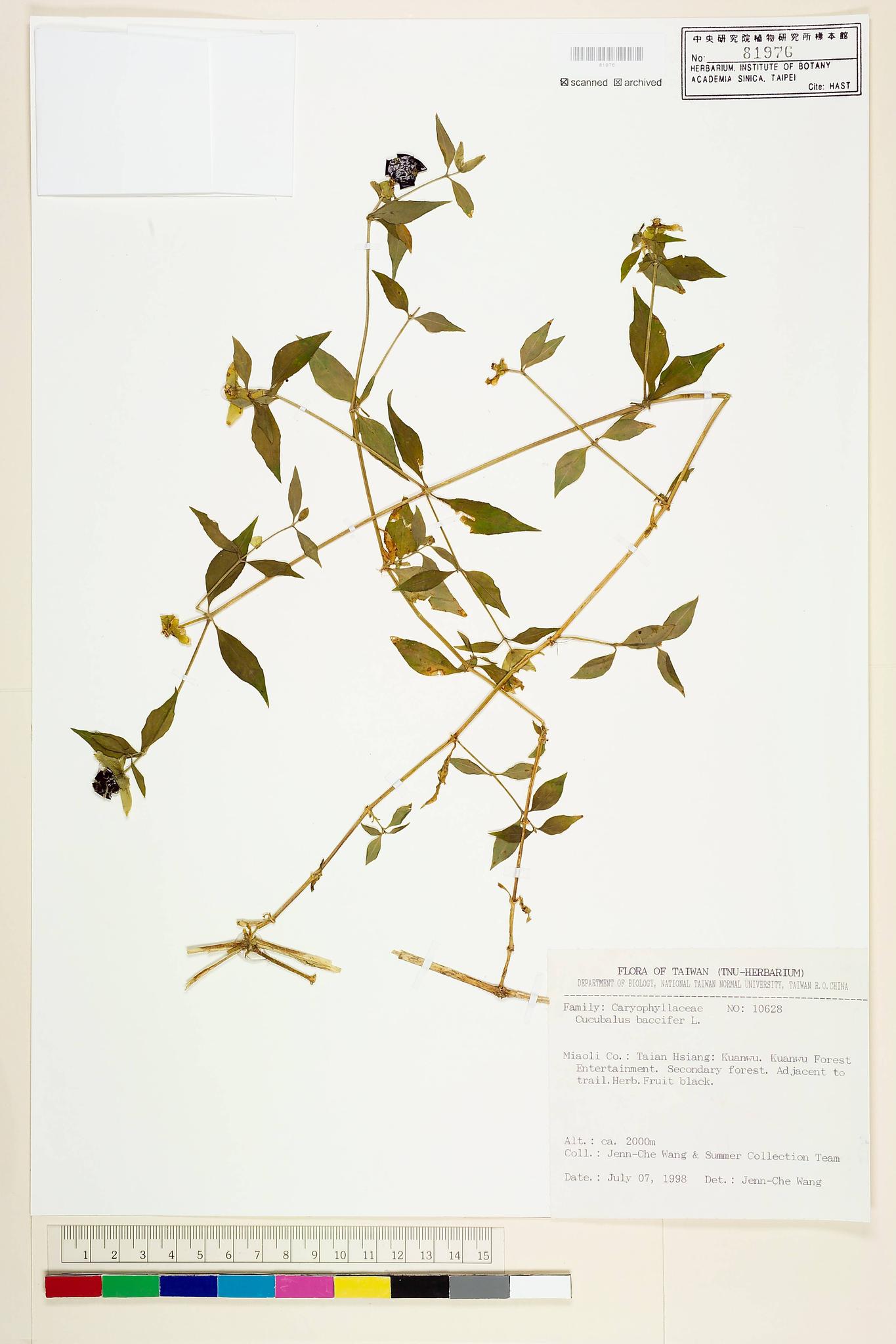 Sample image for viewer