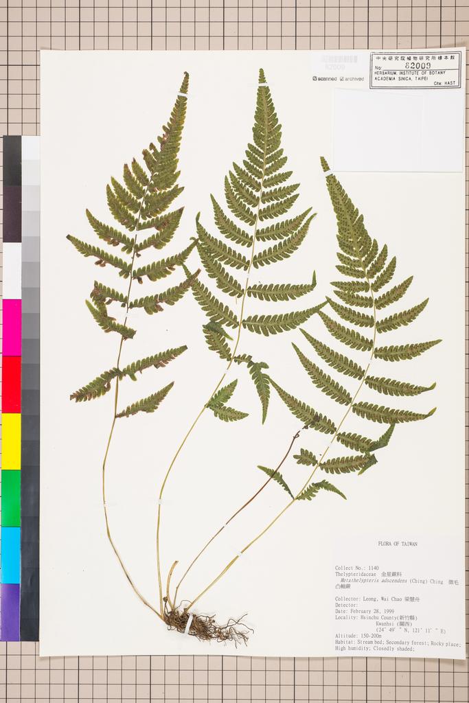<Unit #70724 Leong, Wai-Chao | 梁慧舟 | 1140:: | Metathelypteris adscendens (Ching) Ching>