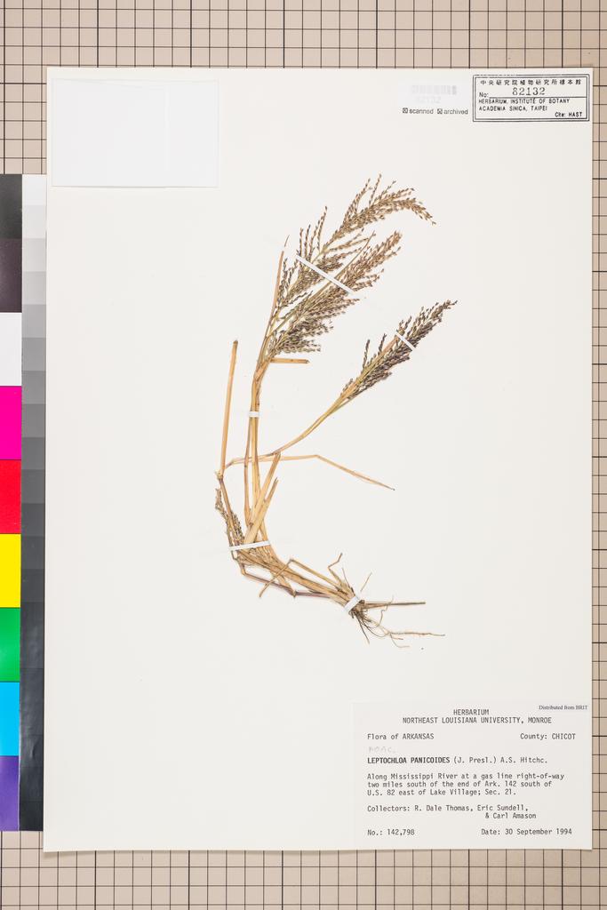 <Unit #111378  | 142798:: | Leptochloa panicoides (J. Presl) Hitchc.>