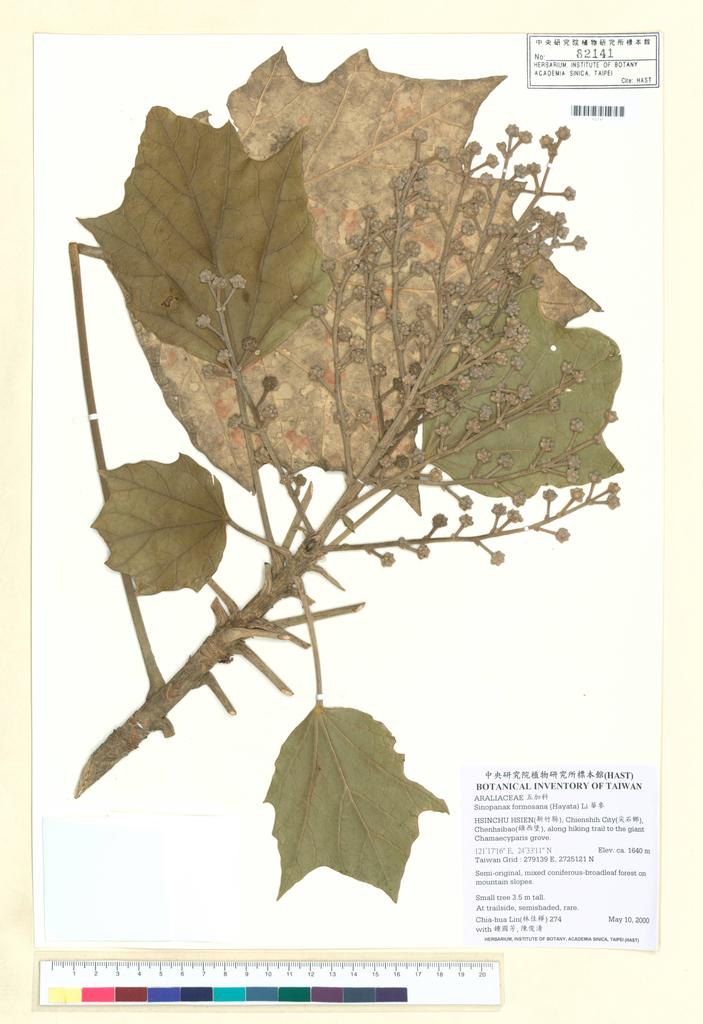 <Unit #4540 Lin, Chia-Hua | 林佳樺 | 274:: | Sinopanax formosana (Hayata) Li>