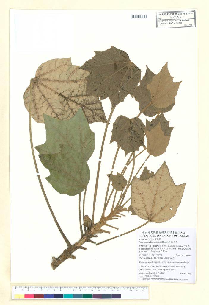 <Unit #3176 Lin, Chia-Hua | 林佳樺 | 257:: | Sinopanax formosana (Hayata) Li>