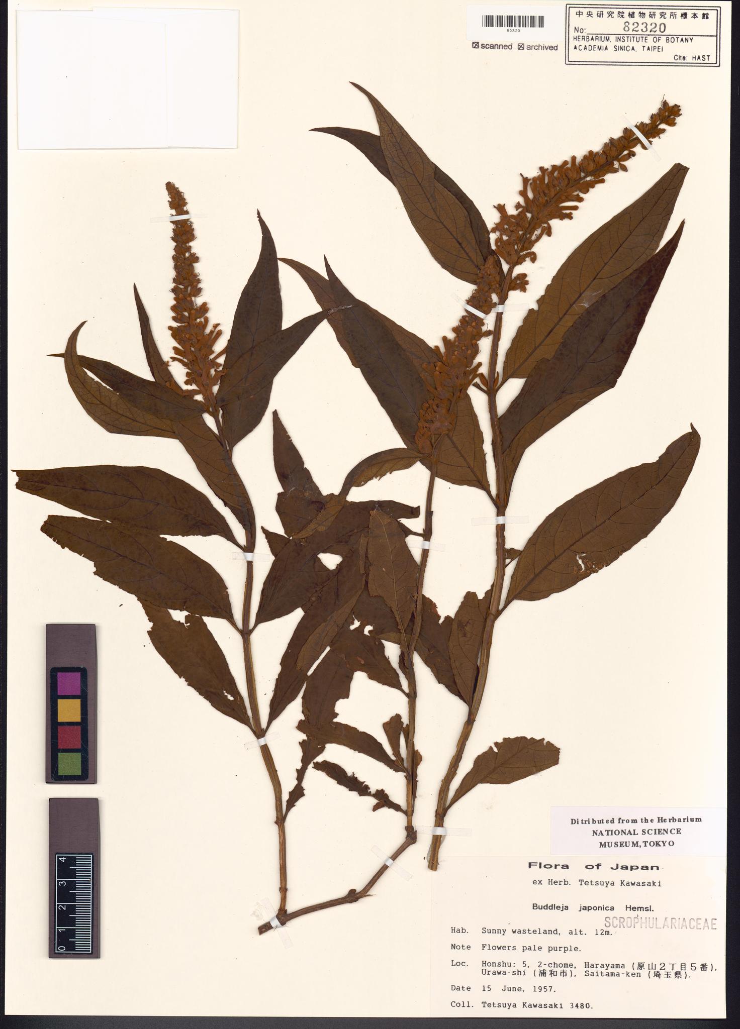 Sample image for viewer