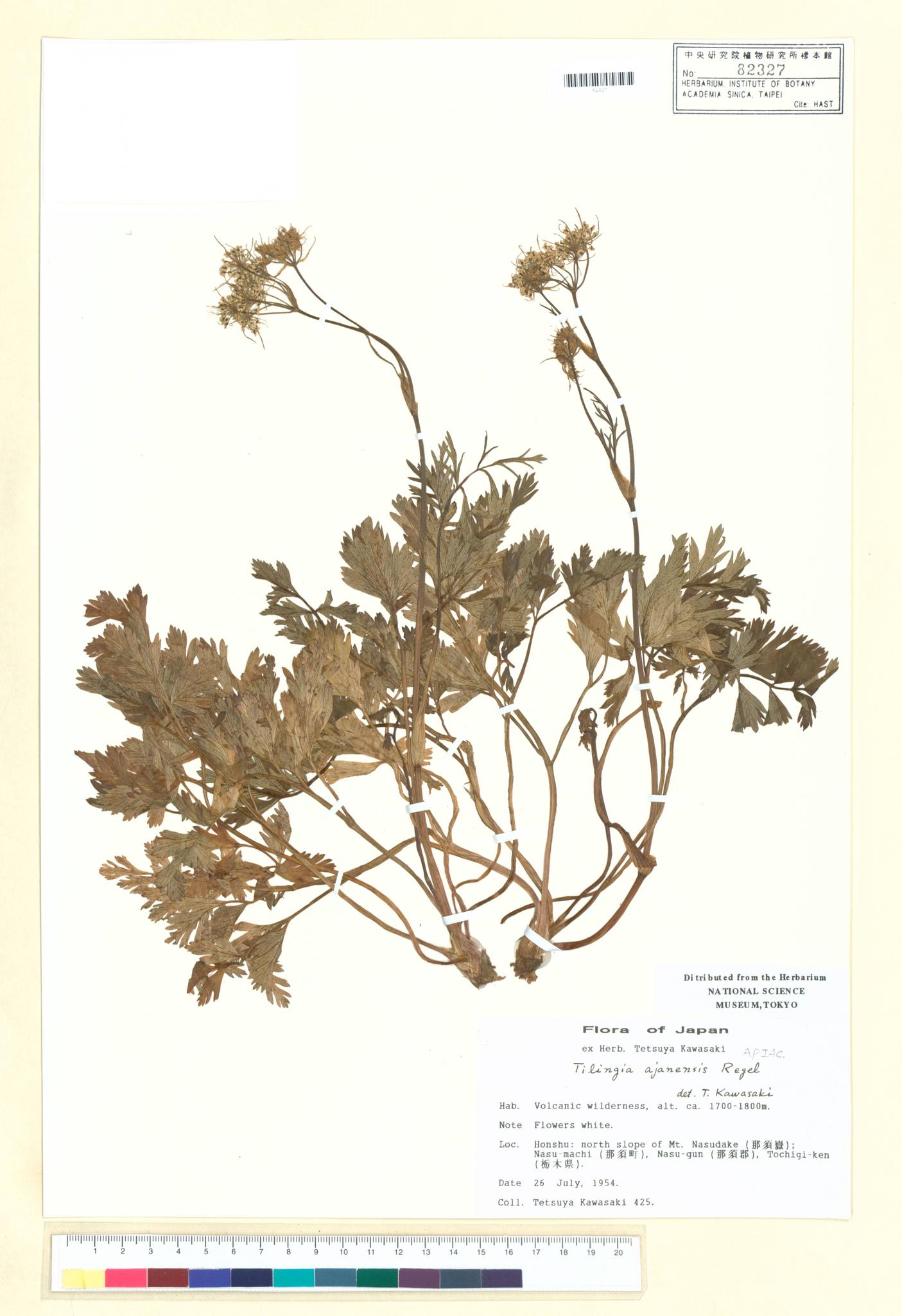 Specimen image