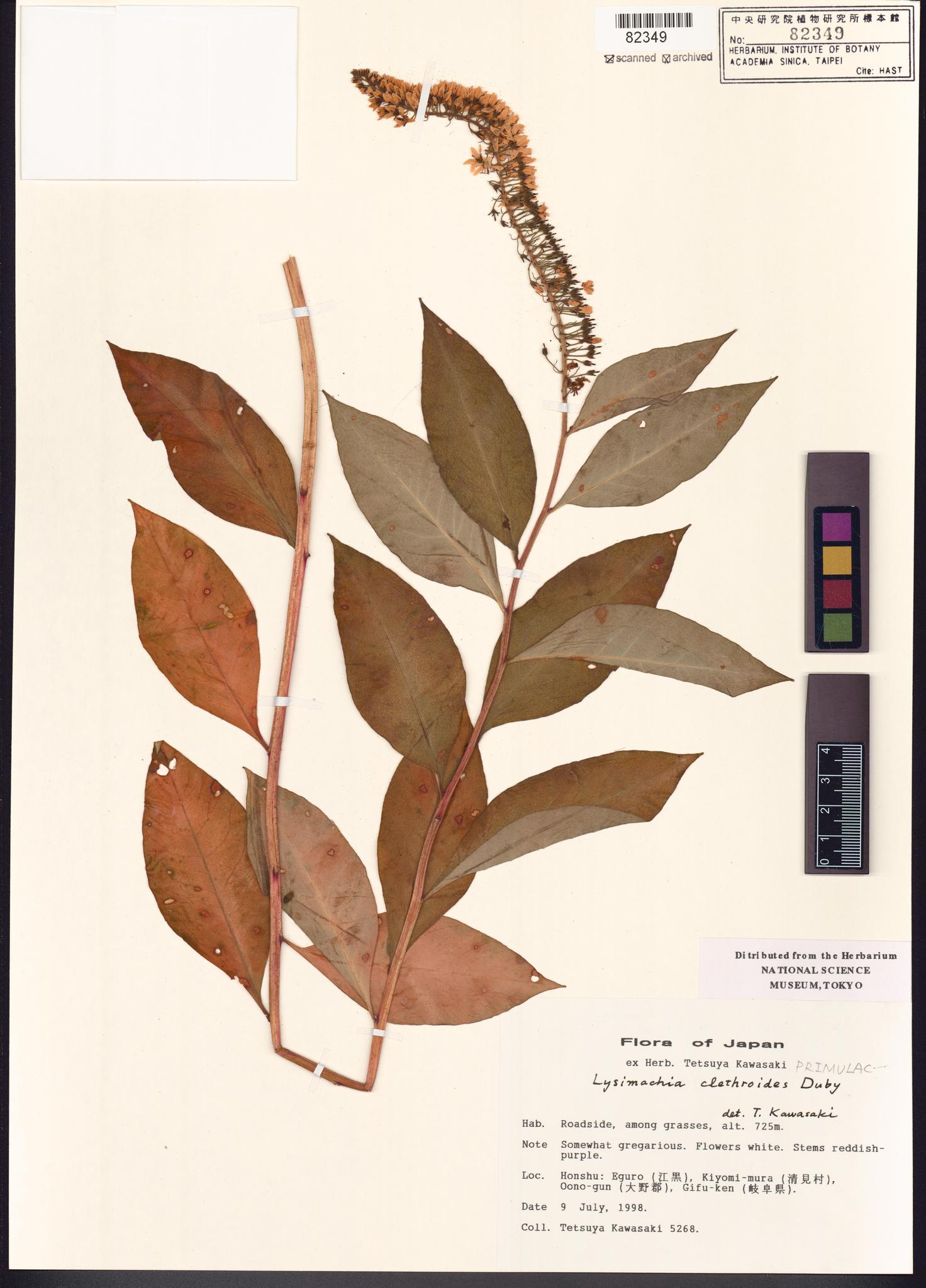 Sample image for viewer