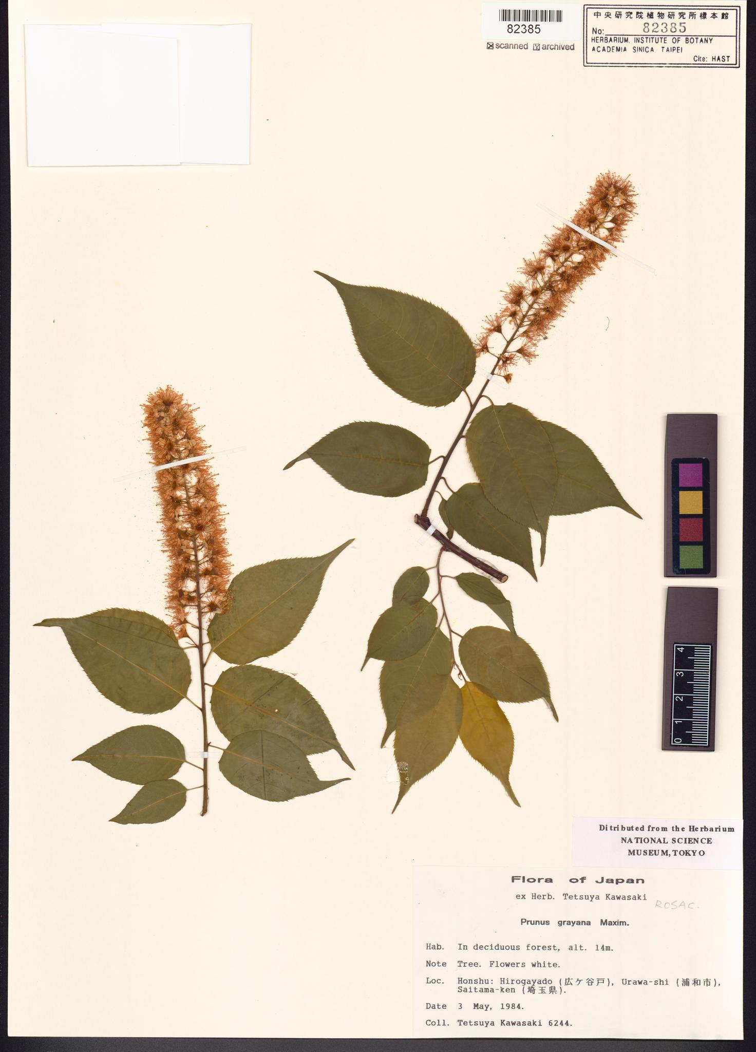 Sample image for viewer