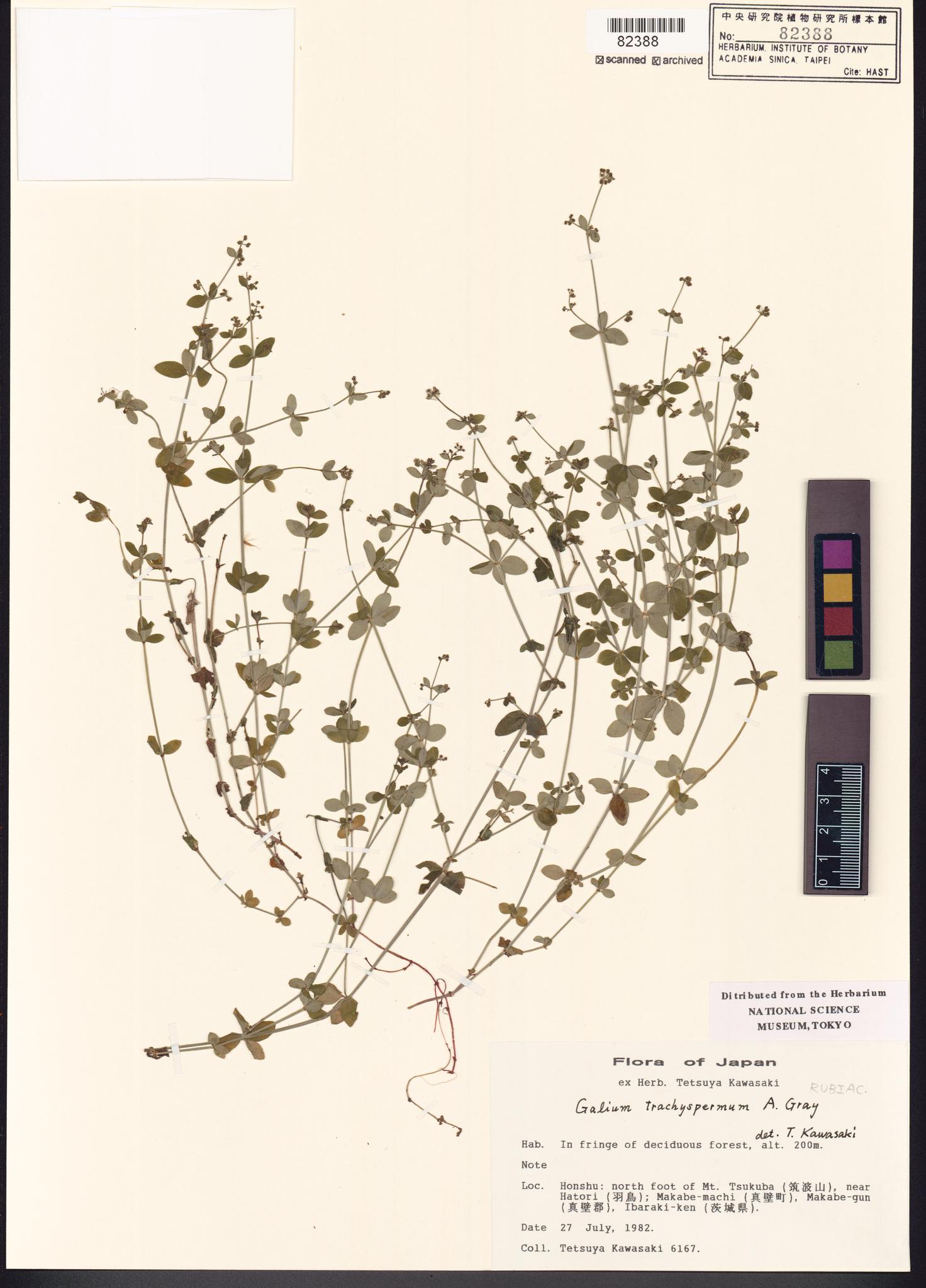 Sample image for viewer