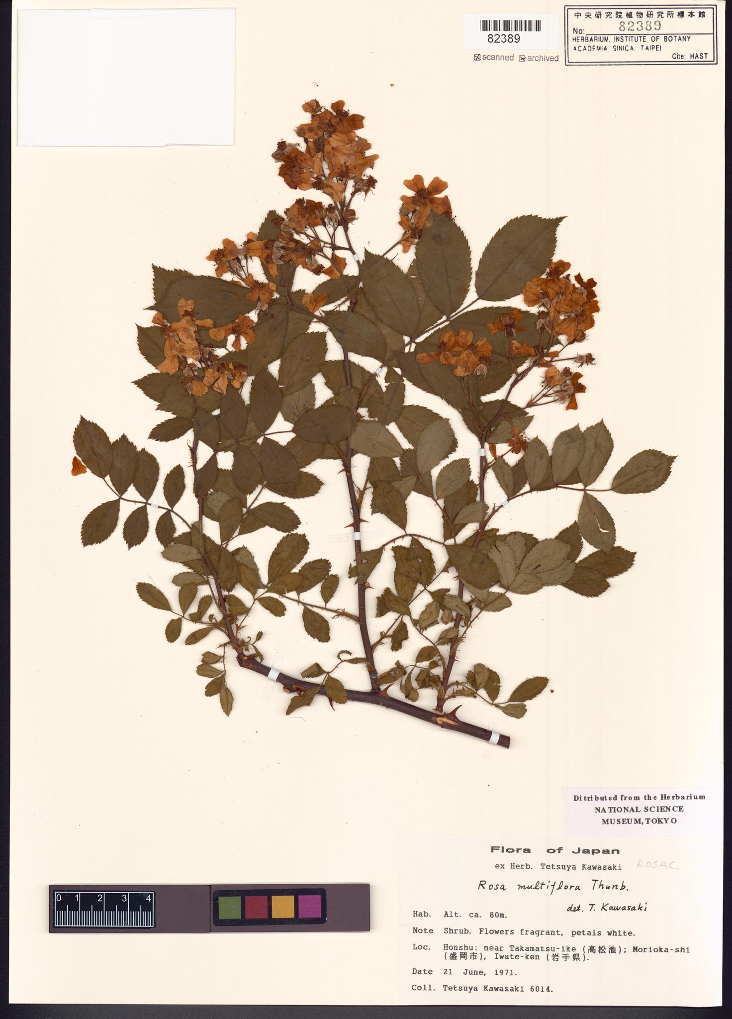 Sample image for viewer