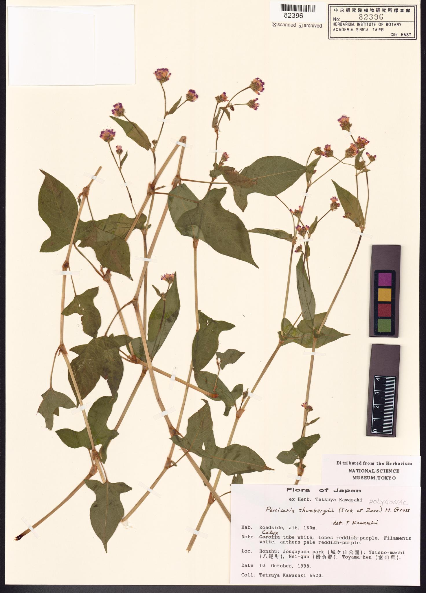 Sample image for viewer