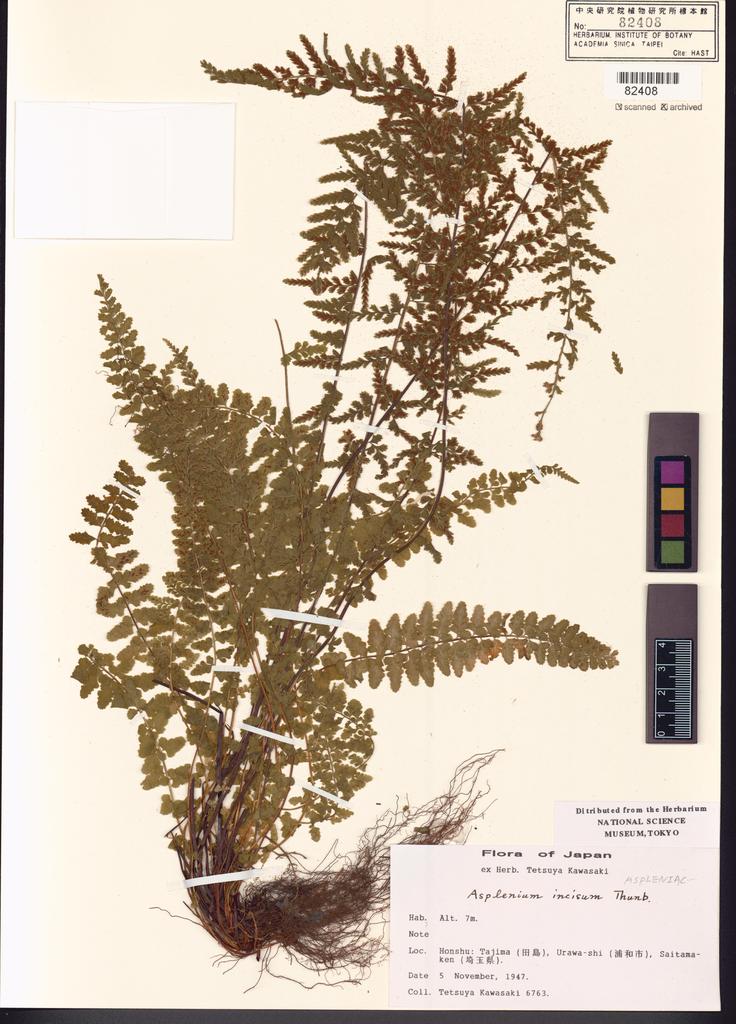 <Unit #128418  | 6763:: | Asplenium incisum Thunb.>