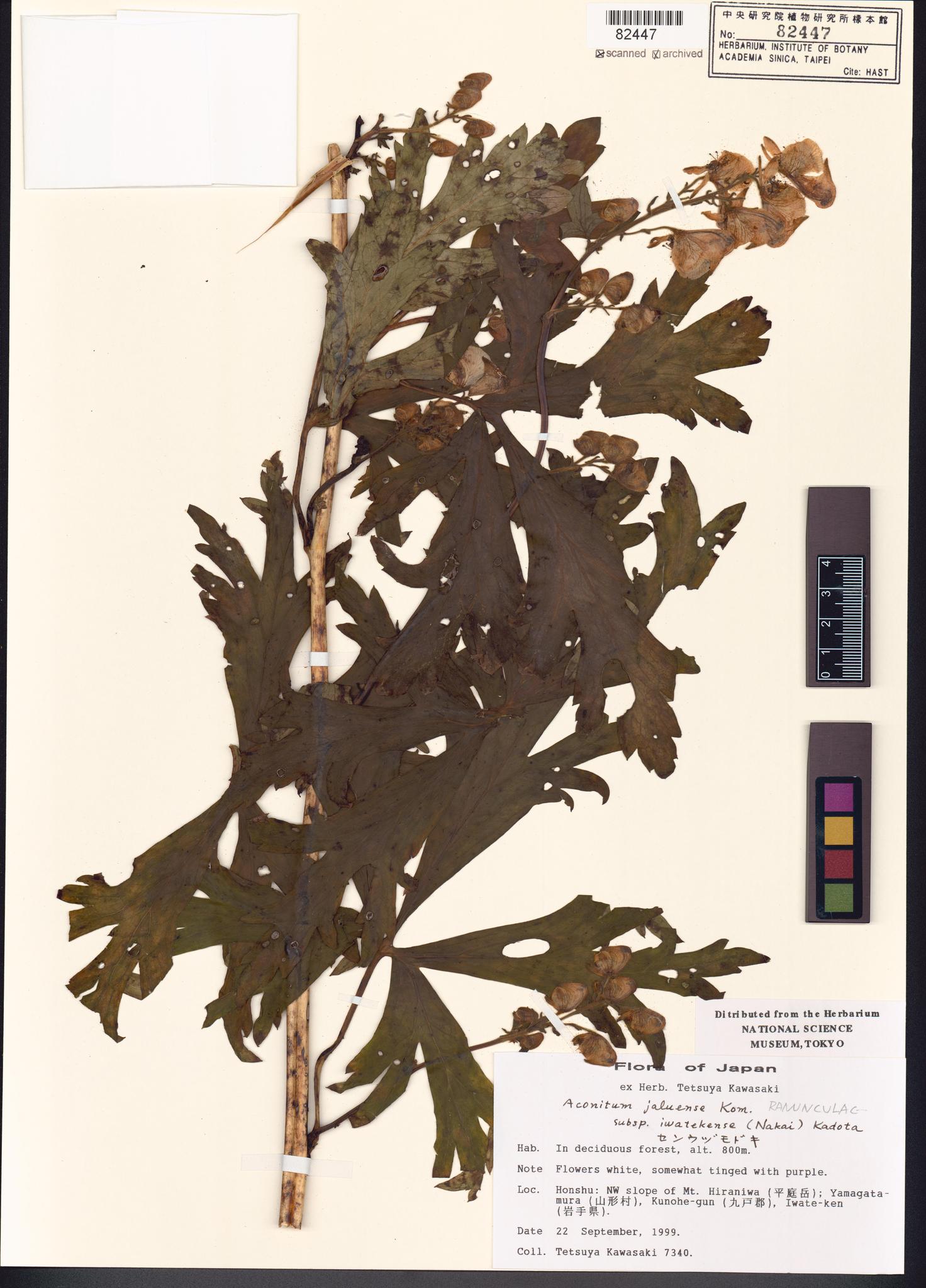 Sample image for viewer