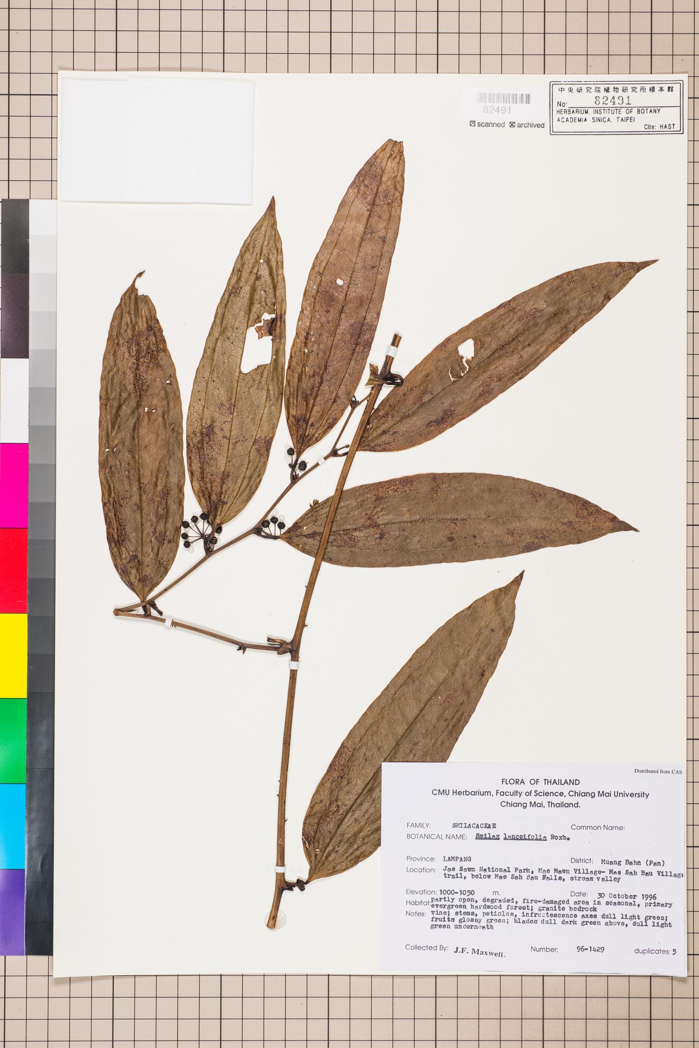 Sample image for viewer