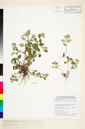 Clinopodium gracile (Benth.) Kuntze