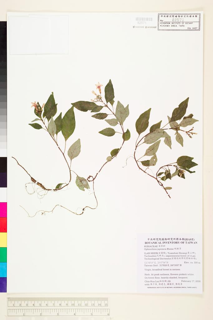 <Unit #10674 Lin, Chia-Hua | 林佳樺 | 59:: | Ophiorrhiza japonica Blume>