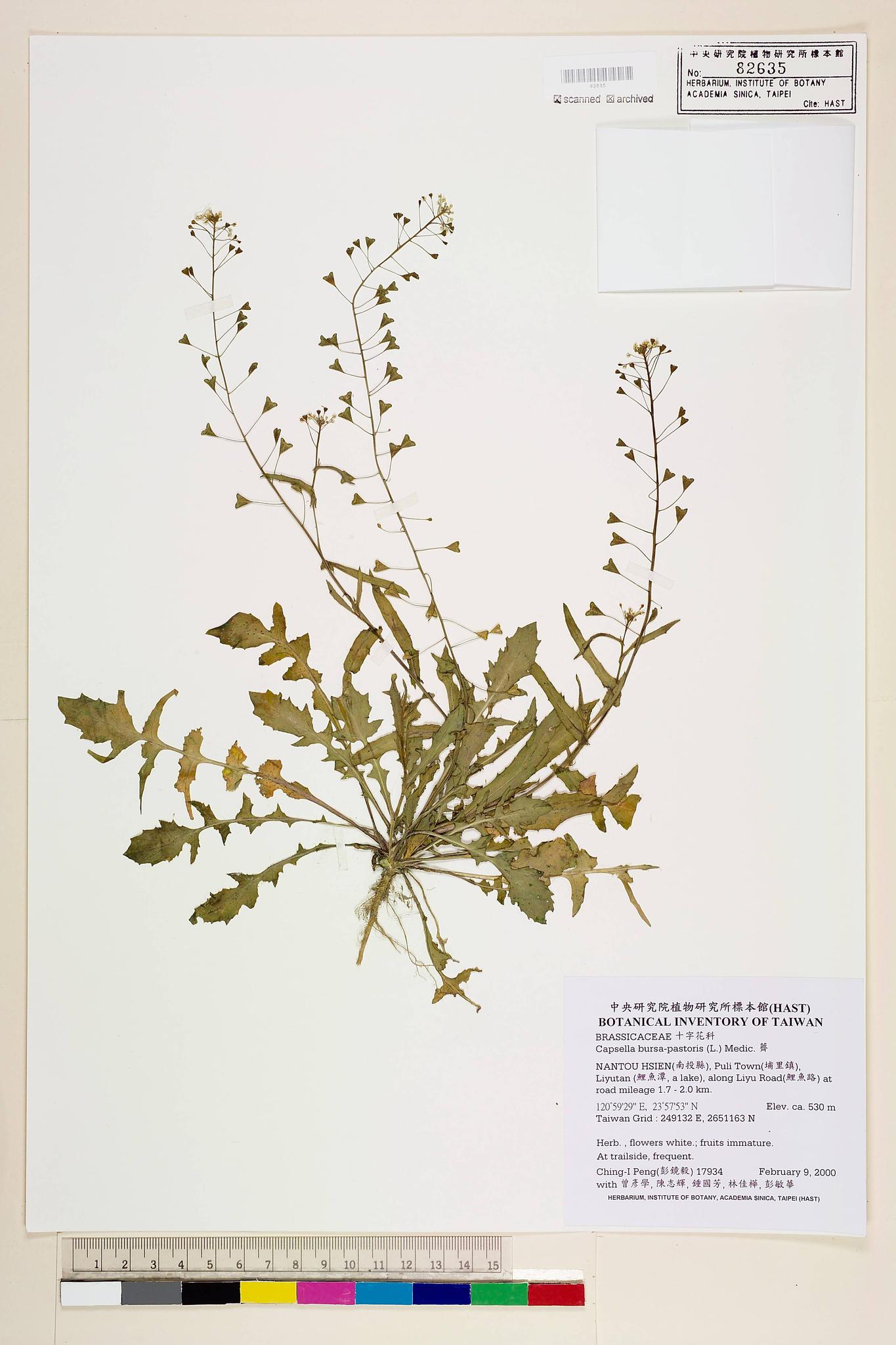 Sample image for viewer