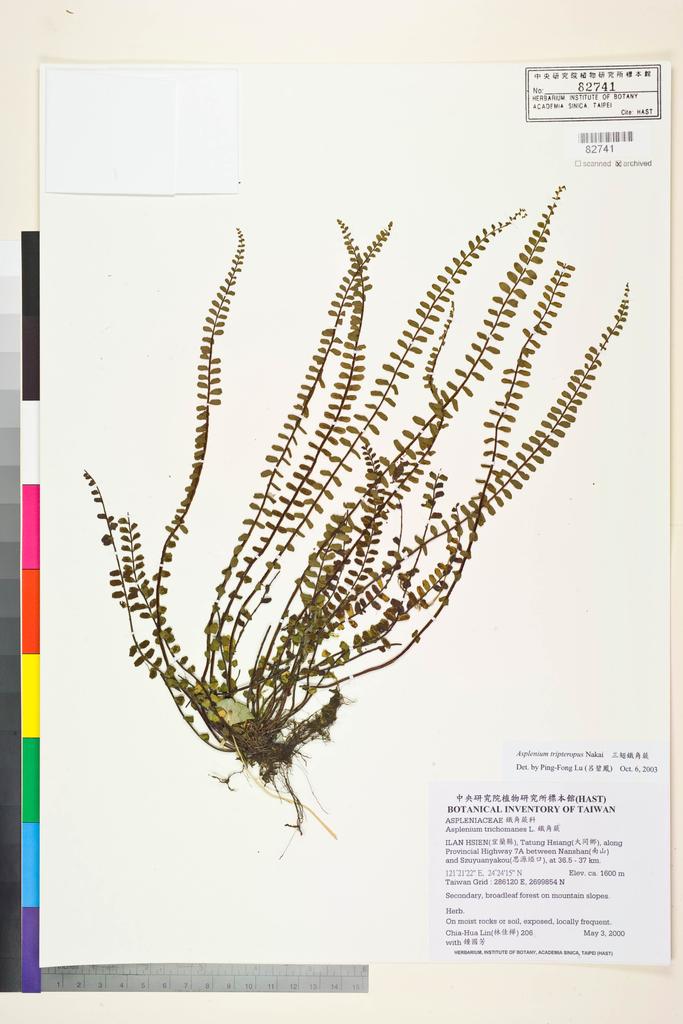 <Unit #4204 Lin, Chia-Hua | 林佳樺 | 206:: | Asplenium tripteropus Nakai>