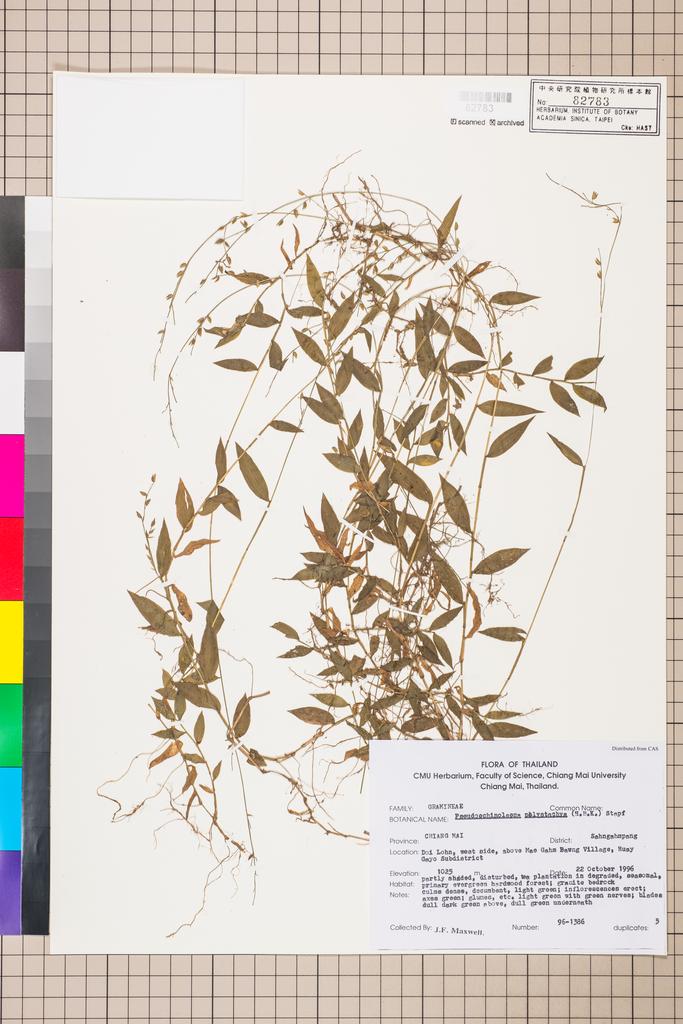 <Unit #113841 Maxwell, J. F. |  | 96-1386:: | Pseudechinolaena polystachya (Kunth) Stapf>