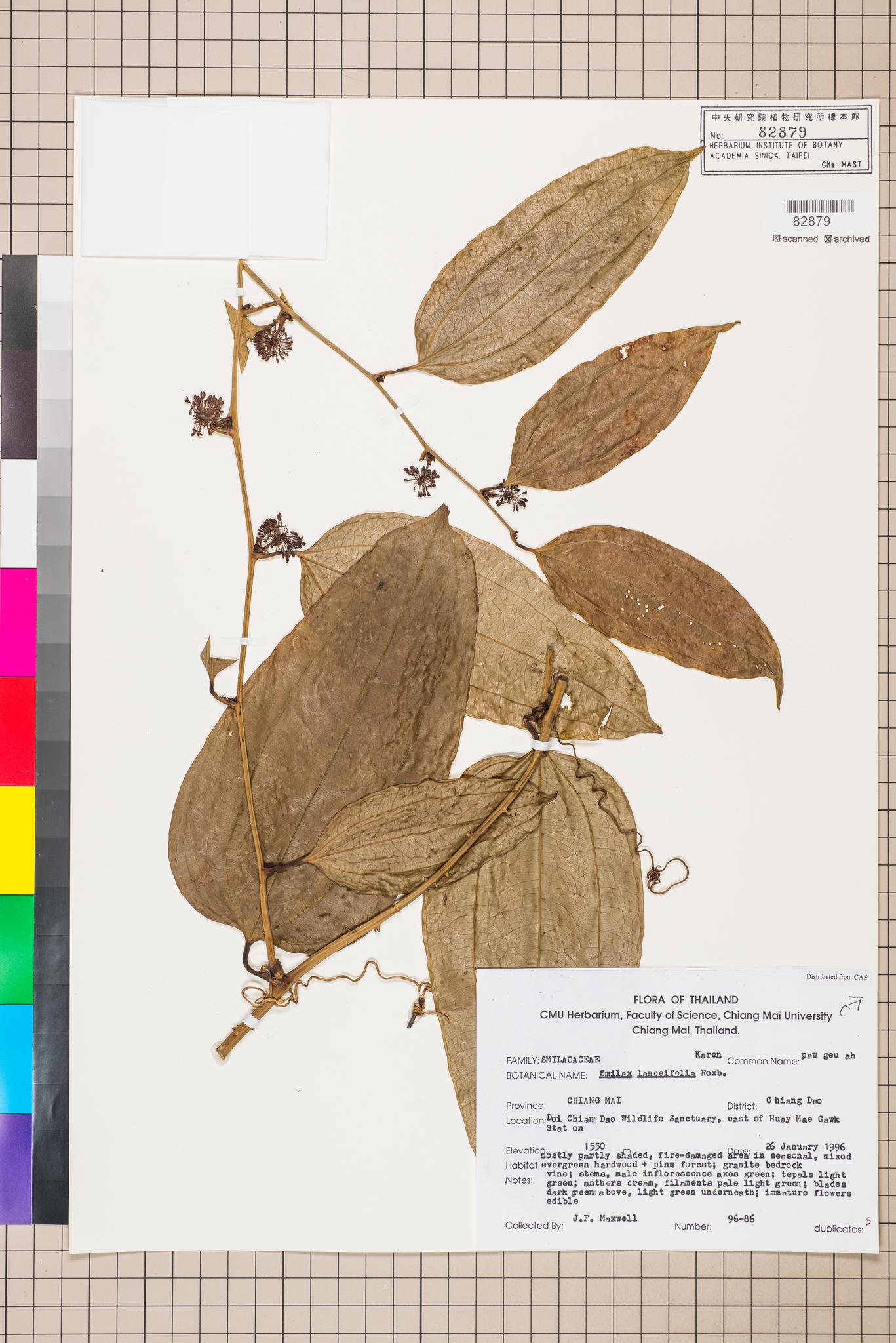 Sample image for viewer