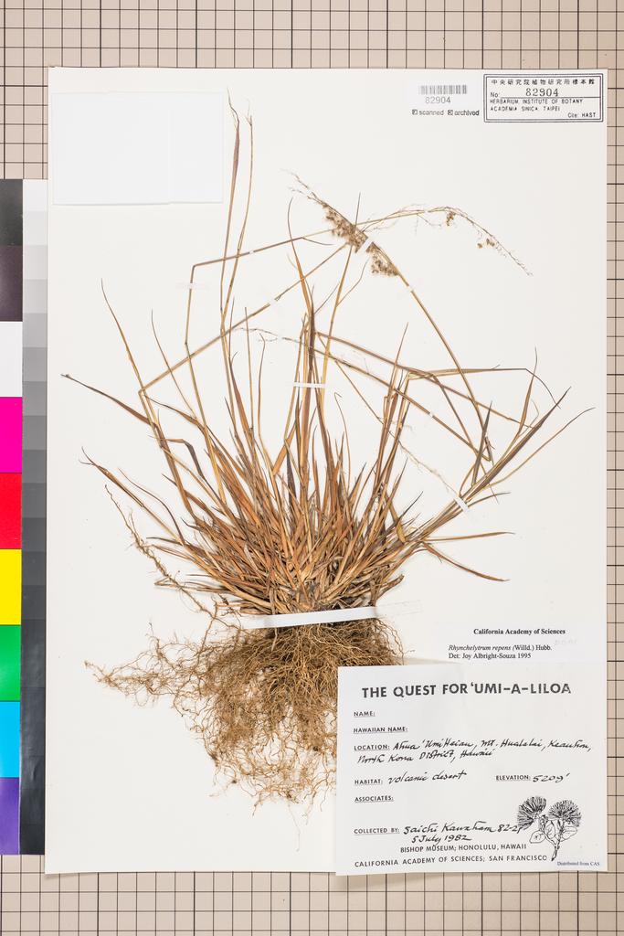 <Unit #113903  | 82-21:: | Rhynchelytrum repens (Willd.) C. E. Hubb.>